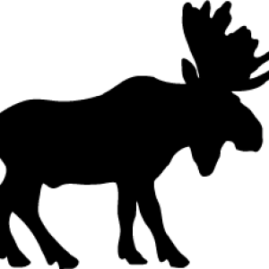Moose, elk PNG