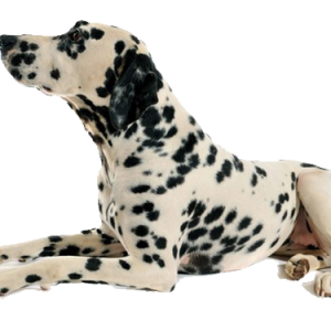 Dog PNG