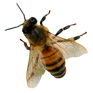 Bee PNG