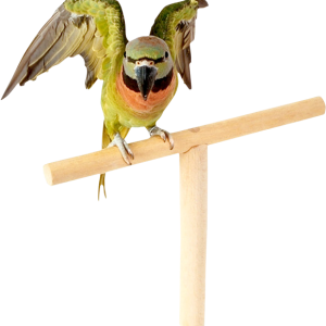 Parrot PNG image