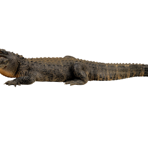 Crocodile PNG