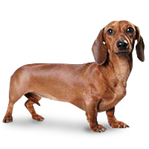 Dachshund PNG