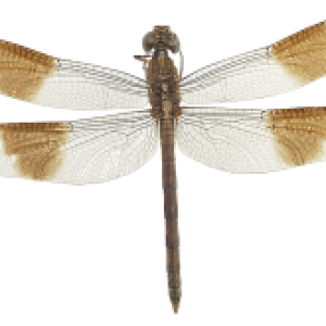 Dragonfly PNG