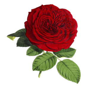 Rose PNG