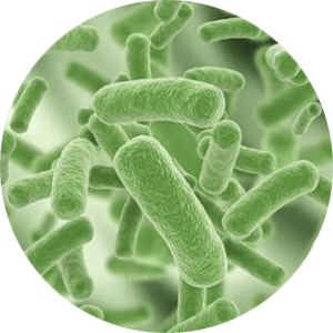Bacteria PNG