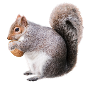 Squirrel PNG