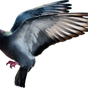Pigeon PNG