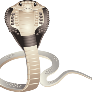 Cobra PNG