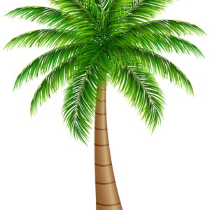 Palm tree PNG