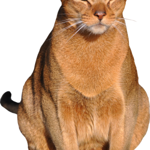Sleeping cat PNG