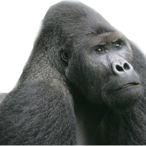 Gorilla PNG