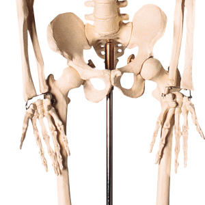 Skeleton PNG