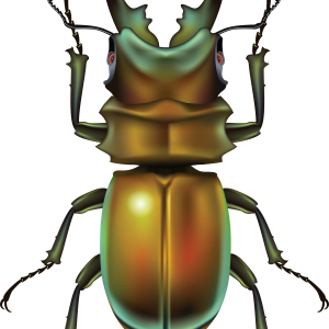 bug PNG image