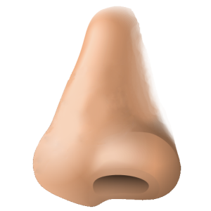 Human nose PNG