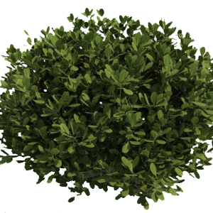 Bush PNG image
