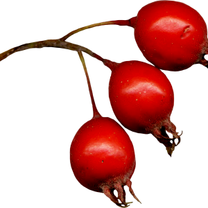 Rose hip PNG