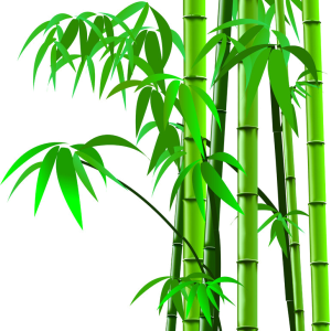 Bamboo PNG