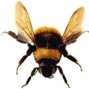 Bee PNG
