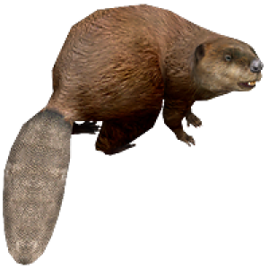 Beaver PNG