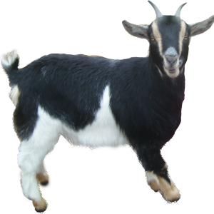 Goat PNG