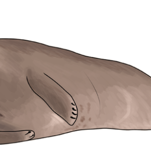 Harbor seal PNG