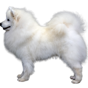 Samoyed PNG