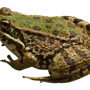 Frog PNG