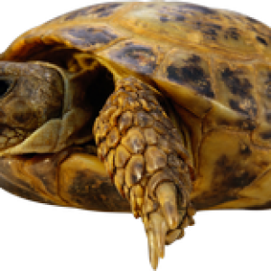 Turtle PNG
