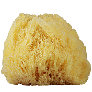 Sponge bath PNG