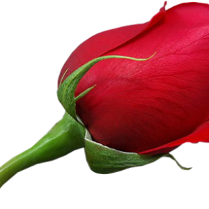 Rose PNG
