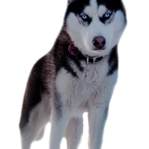 Husky PNG
