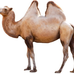 Camel PNG image