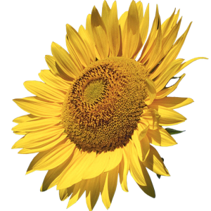 Sunflower PNG