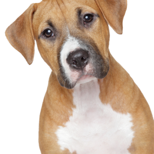 dog png image, picture, download, dogs