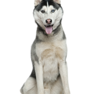 Husky PNG
