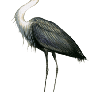 Heron PNG
