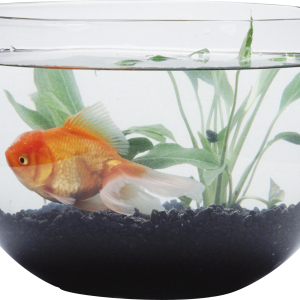 Aquarium PNG