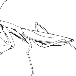 Mantis PNG
