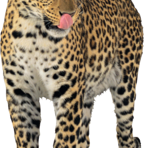 Jaguar PNG
