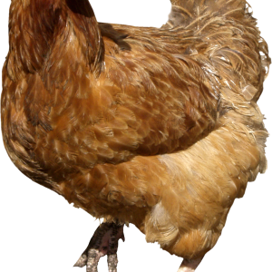 Chicken PNG image