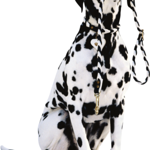 Dalmatian PNG
