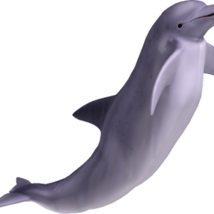 Dolphin PNG image