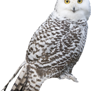 Owl PNG