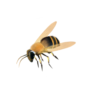 Bee PNG