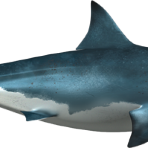 Shark PNG