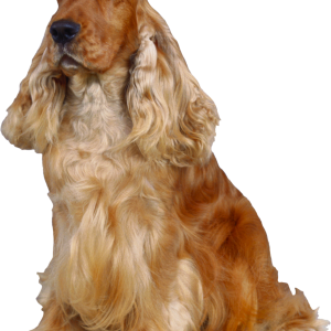 Dog PNG
