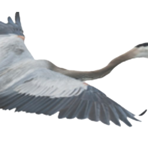 Heron PNG