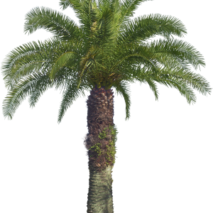 Palm tree PNG