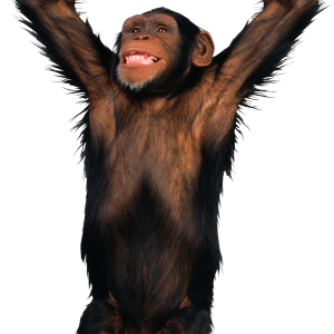 Monkey PNG