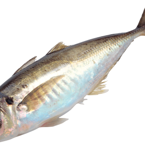Fish PNG